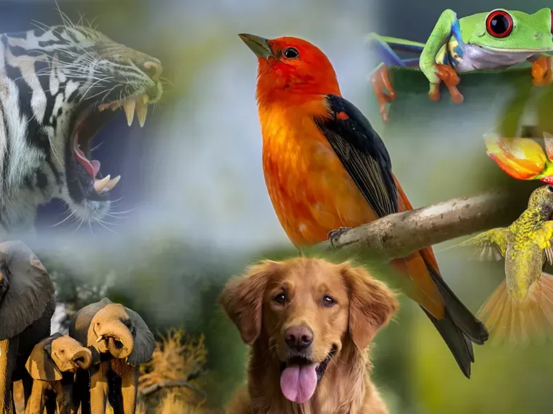 Día del Animal : ¿Por qué se celebra hoy en Argentina?