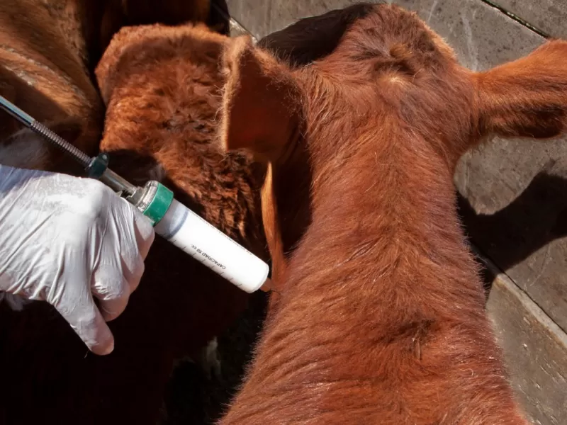 Capacitaci&oacute;n sobre vacunaci&oacute;n antiaftosa