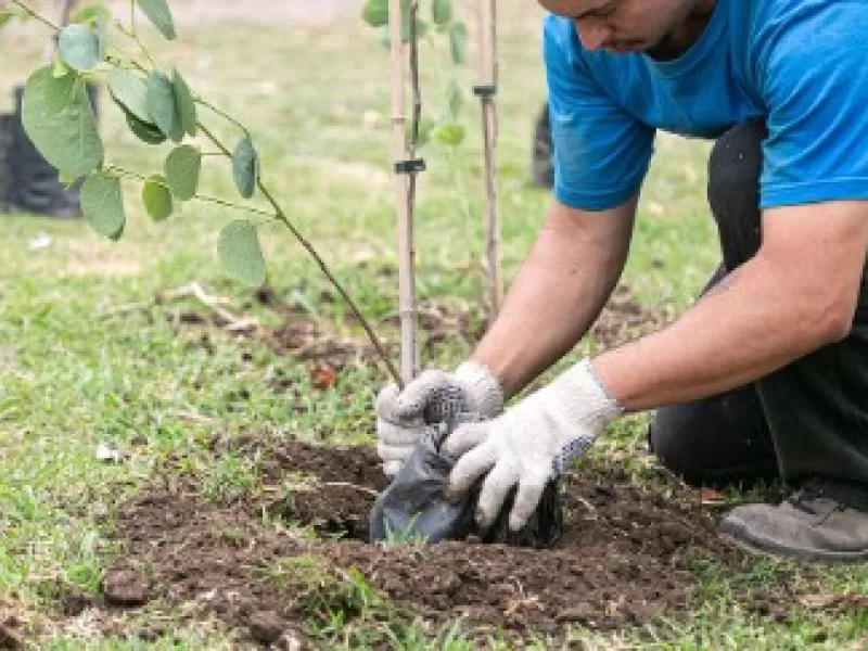 Se  entregar&aacute;n &aacute;rboles gratis a vecinos en Gral Lavalle