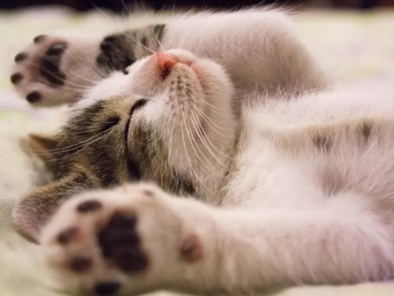 Día del Animal : ¿Por qué se celebra hoy en Argentina?