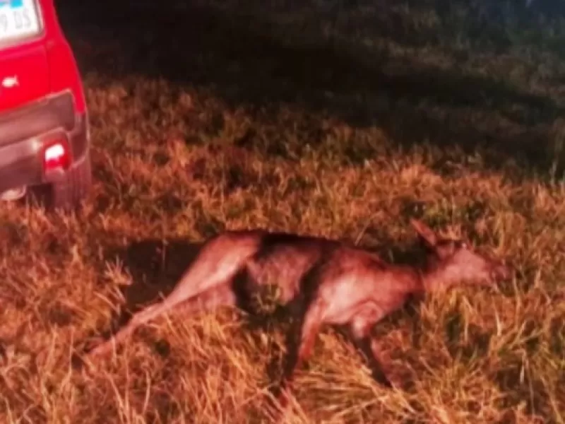 Invasi&oacute;n de fauna y peligro en la Ruta 11: un auto embisti&oacute; y mat&oacute; a un ciervo a d&iacute;as del accidente con el puma