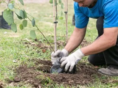 Se  entregar&aacute;n &aacute;rboles gratis a vecinos en Gral Lavalle