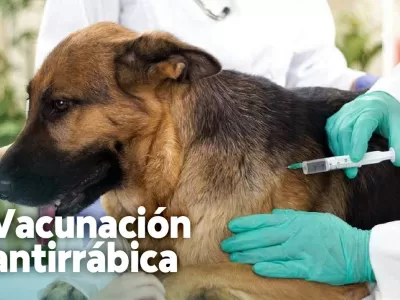 La campa&ntilde;a de vacunaci&oacute;n antirr&aacute;bica gratuita llega a zona centro del Partido de La Costa